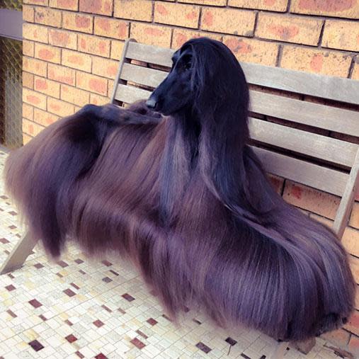 Meet the dog whose incredible fur is breaking the internet