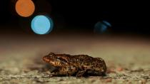 Estonian capital closes traffic to let frogs cross the road