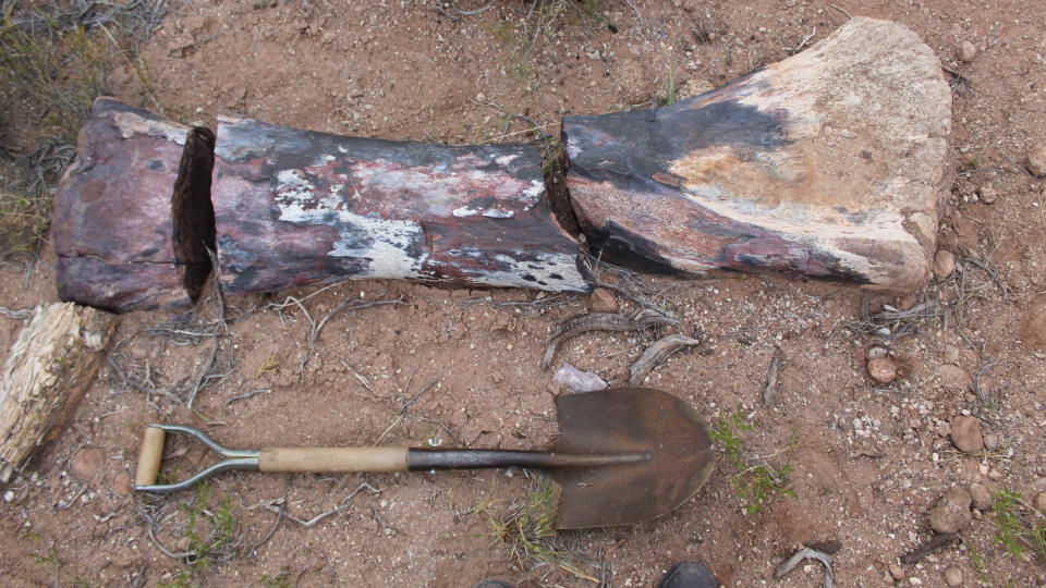 One of Chucarosaurus diripienda's fossils next to a shovel for size comparison.