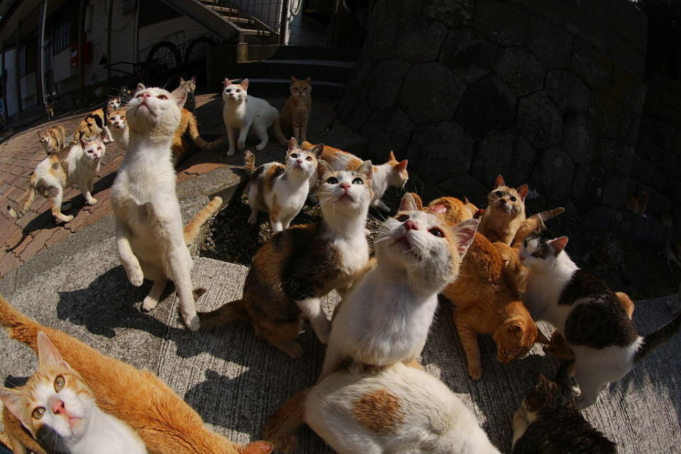 A throng of stray cats