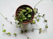 <p>Easy to grow, this beautiful plant has heart-shaped patterned leaves that is perfect for a <a href="https://www.housebeautiful.com/uk/decorate/conservatory/a34205867/conservatory-decor-ideas-winter/" rel="nofollow noopener" target="_blank" data-ylk="slk:conservatory;elm:context_link;itc:0;sec:content-canvas" class="link ">conservatory</a>. Primarily grown for its foliage and trailing habit, it's also dubbed to be one of the most popular for next year. </p><p><a class="link " href="https://go.redirectingat.com?id=127X1599956&url=https%3A%2F%2Fwww.thompson-morgan.com%2Fp%2Fceropegia-linearis-subsp-woodii-house-plant%2FKA8603TM&sref=https%3A%2F%2Fwww.housebeautiful.com%2Fuk%2Fgarden%2Fplants%2Fg34571764%2Ftrending-houseplants%2F" rel="nofollow noopener" target="_blank" data-ylk="slk:BUY NOW VIA THOMPSON & MORGAN;elm:context_link;itc:0;sec:content-canvas">BUY NOW VIA THOMPSON & MORGAN</a></p>