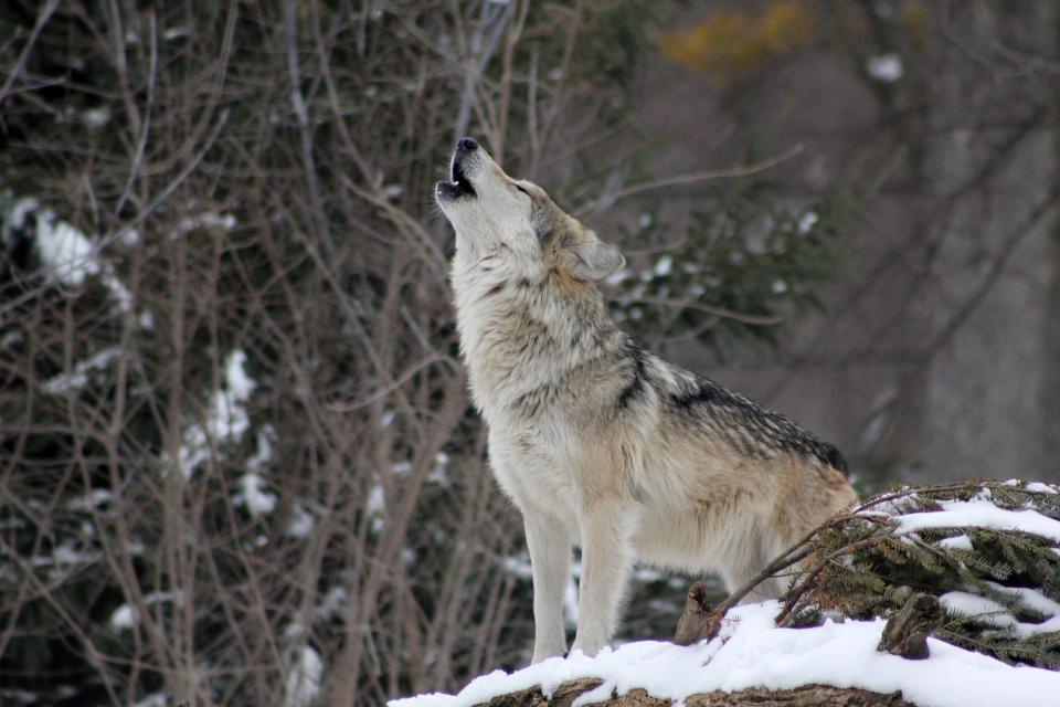 Think of the them as nicknames. January's full moon is called the wolf moon. A time of year when wolf packs howled. It was also known as the old moon or the moon after yule.