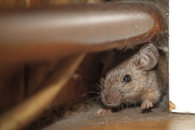 Mouse peeking out of the hole