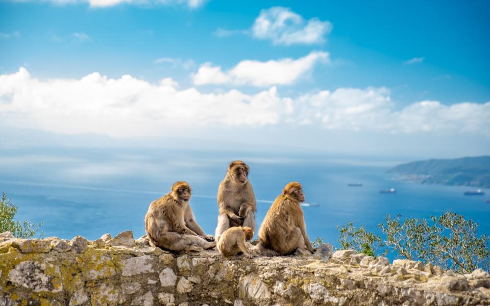 The macaques of Gibraltar