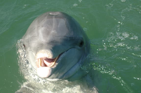 Beggar the dolphin was found dead Sept. 21