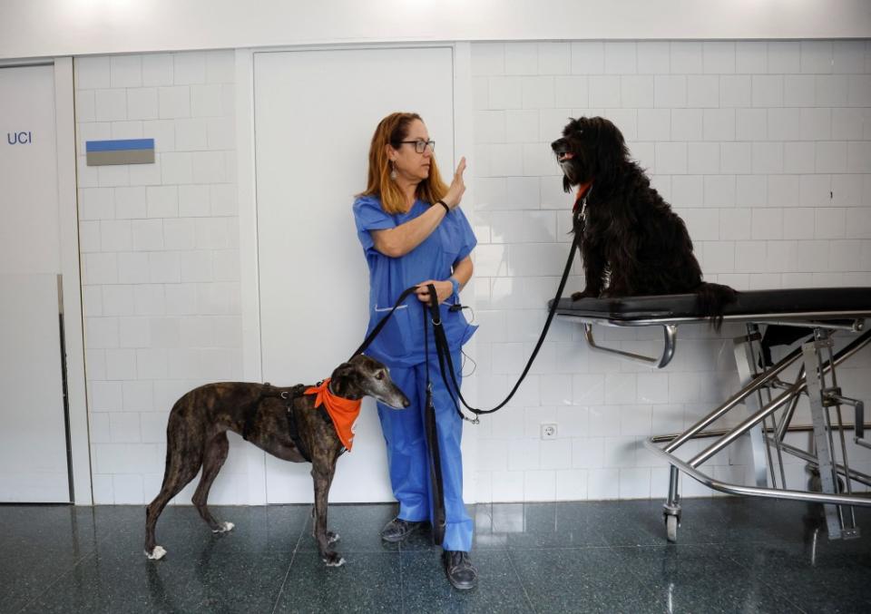 Therapy technician Maribel Vila gestures at a dog as the Affinity Foundation brings dogs to comfort ICU patients at Hospital del Mar in Barcelona, Spain. REUTERS