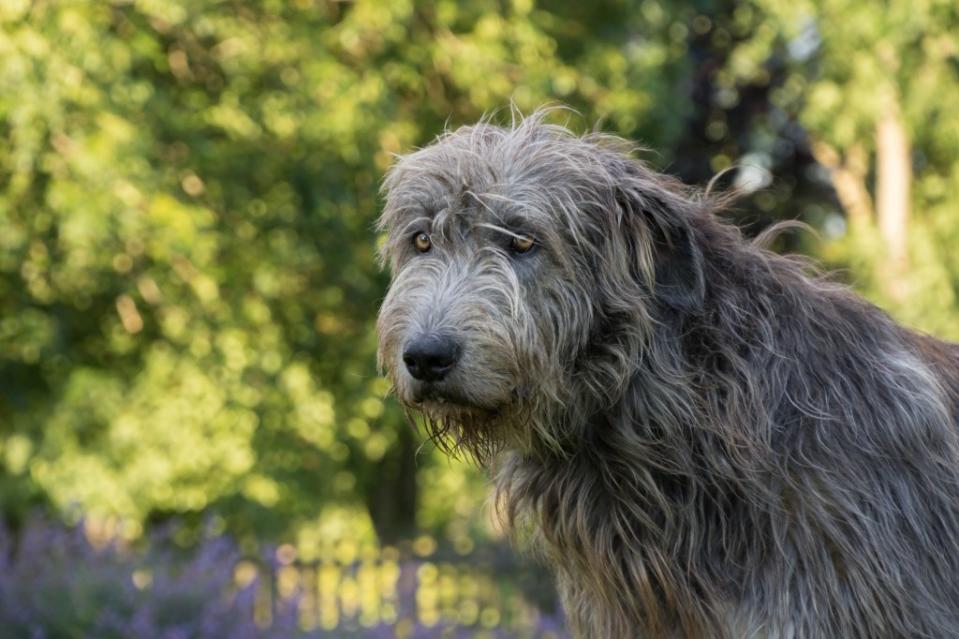 Portrait of an Irish Wolfhound, a breed distinct from a wolfdog.