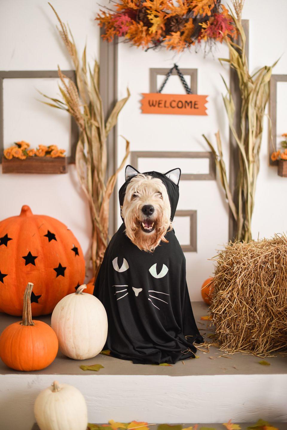 'Great Pupkin' Halloween Costume Contest