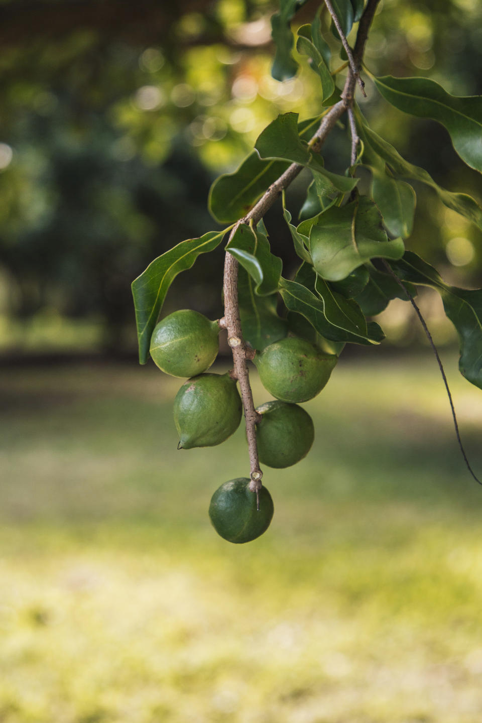 This 2020 photo provided by Island Harvest Hawaii shows a macadamia nut tree in Kohala, Hawaii. Hawaii lawmakers are considering legislation that would require consumer packages to disclose when they contain macadamia nuts grown outside of Hawaii. They're hoping to protect local agriculture and ensure Hawaii will have locally grown macadamia nuts for years to come. (Crystal Grosshuesch via AP)