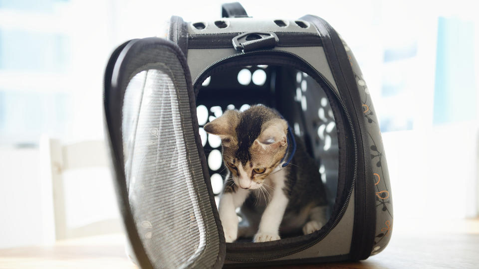 cat in carrier