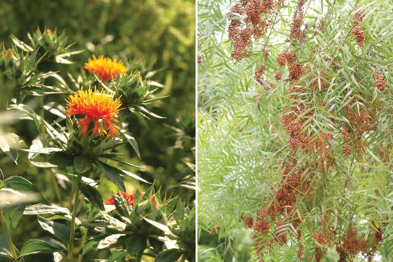 Izq.: Carthamus tinctorius (falso azafrán), una de las especias más caras y más exquisitas. Der.: el Schinus areira (aguaribay) es una planta nativa que nos da la pimienta rosa.