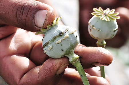 FILE PHOTO: A man holds a lanced poppy bulb to show how to extract the sap, which will be used to make opium, at a field in the municipality of Heliodoro Castillo, in the mountain region of the state of Guerrero, Mexico January 3, 2015. REUTERS/Claudio Vargas/File photo