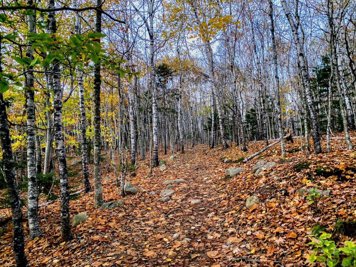 A view of the ocean and fall foliage from a trail in Acadia National Park, Maine, in October 2021.