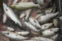 Salmon wait in a vat of ice to be filleted, inside the Atlantic Sapphire Bluehouse salmon processing division, in Homestead, Fla., Thursday, June 29, 2023. (AP Photo/Rebecca Blackwell)