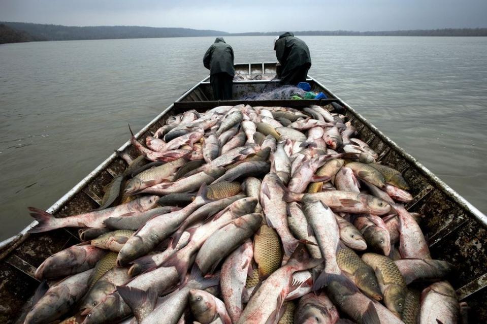In this 2009 file photo, commercial fishermen haul a load of primarily Asian carp on the Illinois River.