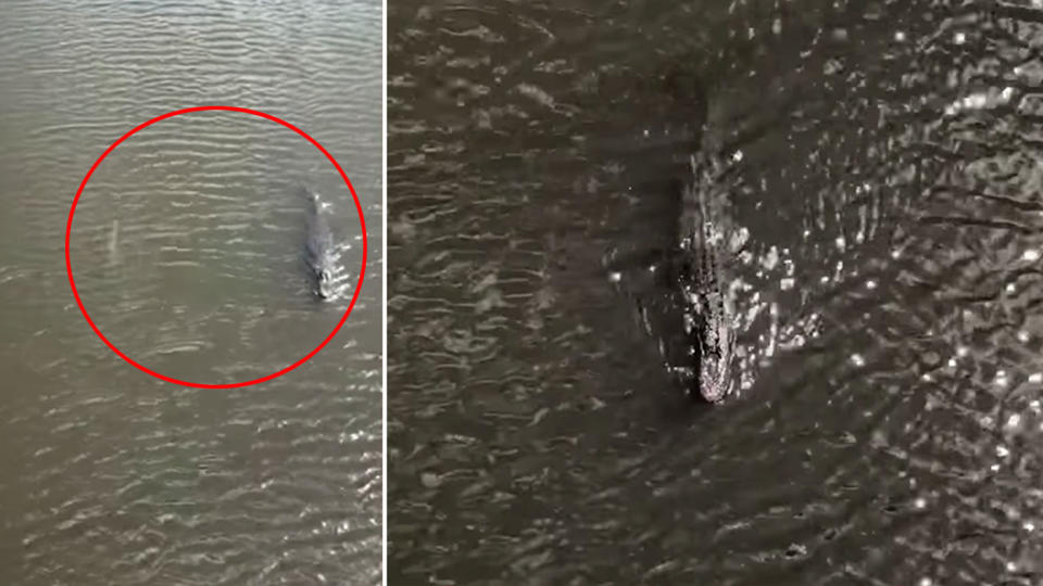 An alligator and bull shark were spotted swimming side-by-side. Source: Facebook/Gray Vinson