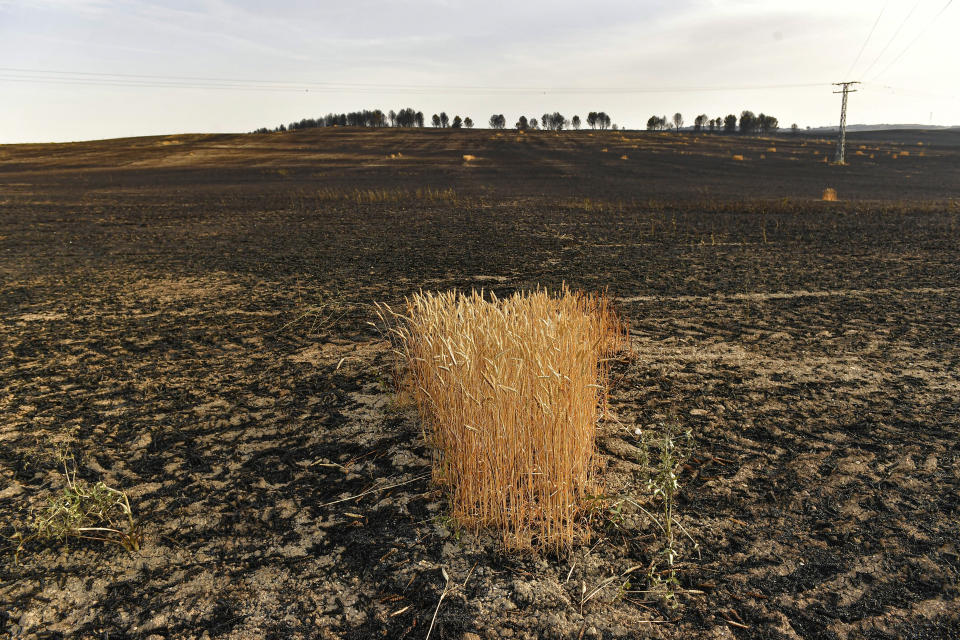 FILE - A view of the burned landscape after forest fires affected the area near to Miranda de Arga, northern Spain, Thursday, June 16, 2022. Spain is breathing a sigh of relief as a sharp drop in temperatures is helping firefighters contain wildfires across the country that destroyed tens of thousands of acres of wooded land. But it's still only June. Extended drought conditions in several Mediterranean countries, a heat wave last week that reached northern Germany and high fuel costs needed to operate firefighting aircraft have already heightened concerns across Europe this summer. (AP Photo/Alvaro Barrientos, File)