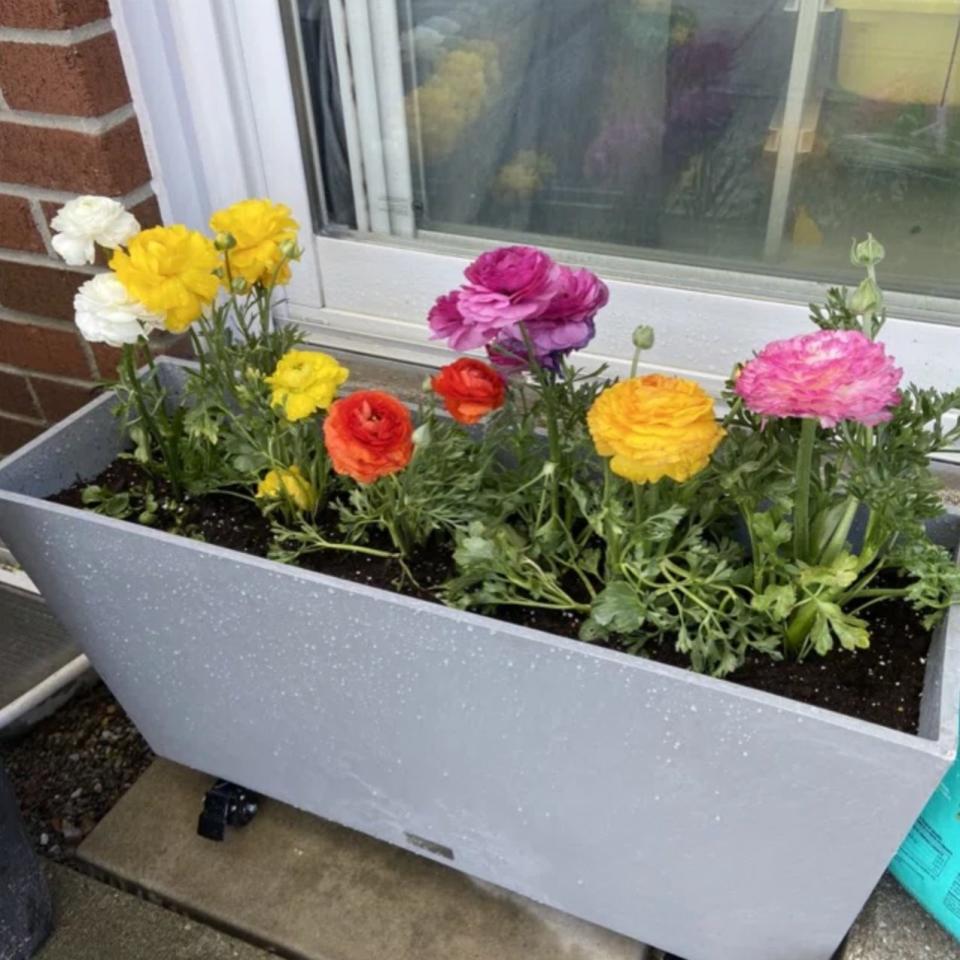 Reviewer's grey planter with peonies