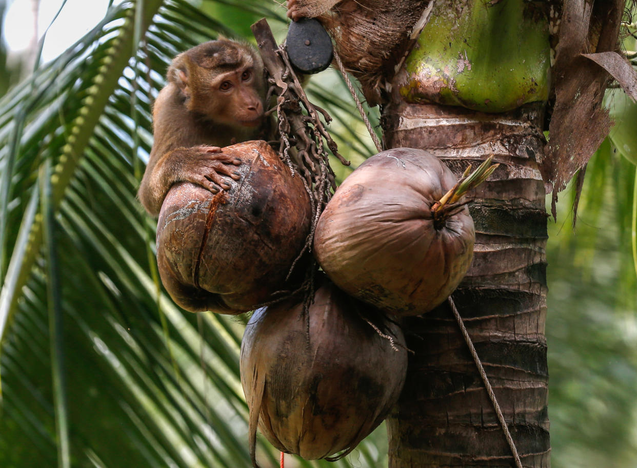Un singe enchainé et entrainé à cueillir des noix de coco (Photo by Chaiwat Subprasom/SOPA Images/LightRocket via Getty Images)