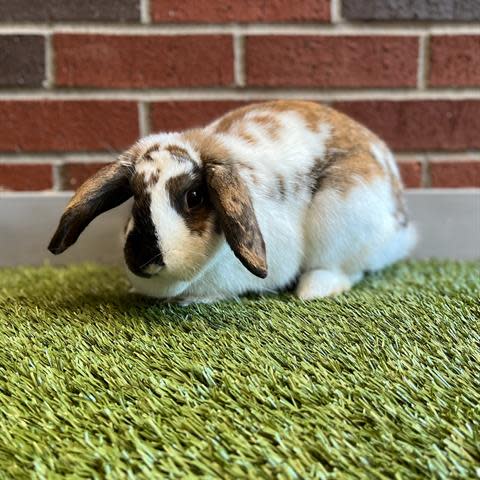 Cadbury is a beautiful brown and white lop eared, medium-size female rabbit. She is shy at first but friendly with slow introductions. To meet Cadbury call 405-216-7615 or visit the Edmond Animal Shelter at 2424 Old Timbers Drive in Edmond during open hours.