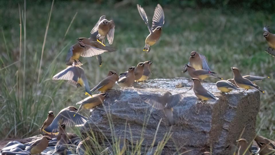 Cedar waxwings often gather in sizable flocks. Have those flocks diminished in Central Texas during the past few years?