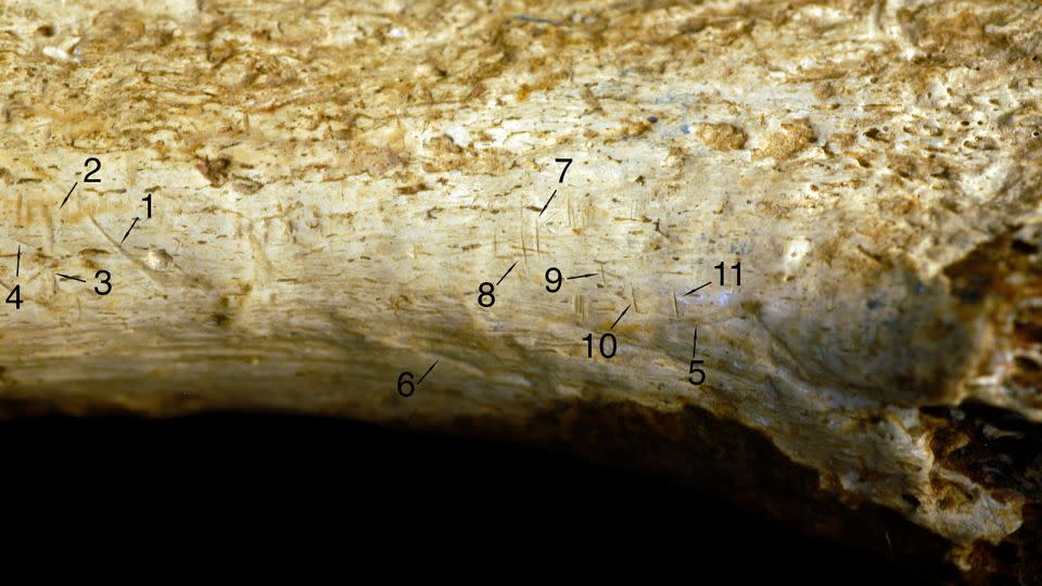 Nine of 11 marks on the fossilized bone (numbers 1 to 4 and 7 to 11) were identified as stone tool cut marks. Marks 5 and 6 were identified as identified as tooth marks — likely from a big cat. - Jennifer Clark