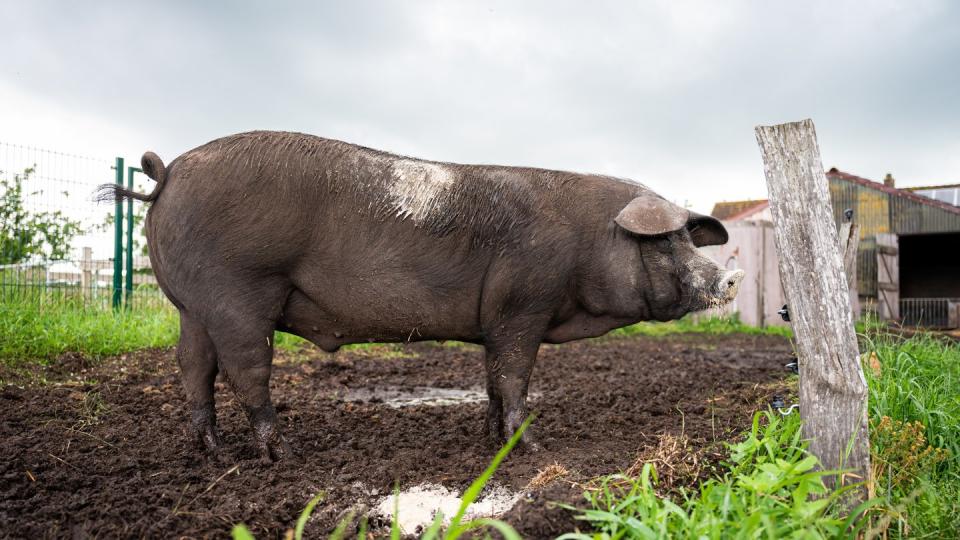 Sattelschwein Bobbyauf dem Bioland Hof Sonnenschein.