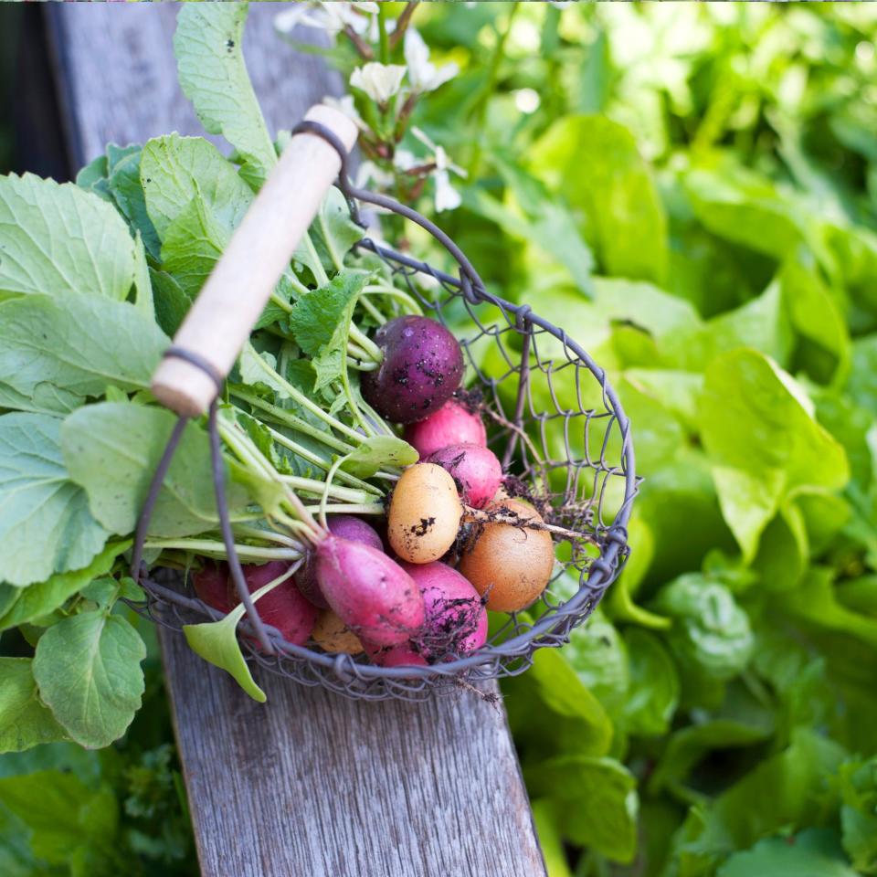 Fresh radishes in metal basket, sat against the backdrop of a vegetable  garden