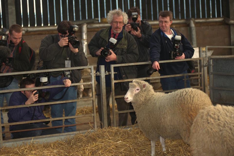 Dolly das Schaf war das erste erfolgreich geklonte Säugetier. - Copyright: Matthew Polak/Sygma/Sygma via Getty Images