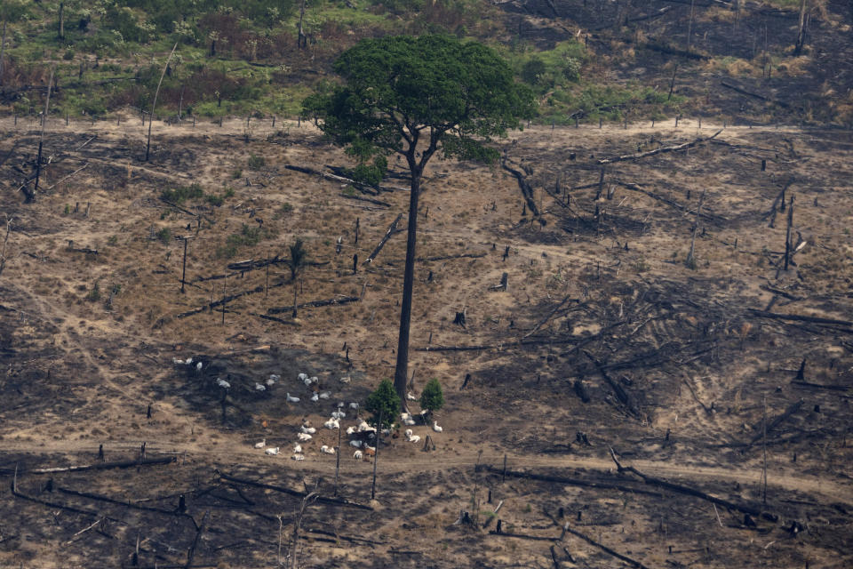 Cattle rest under the shadow of a tree, in a patch of land recently burnt near Porto Velho, Brazil, Friday, Aug. 23, 2019. Brazilian state experts have reported a record of nearly 77,000 wildfires across the country so far this year, up 85% over the same period in 2018. Brazil contains about 60% of the Amazon rainforest, whose degradation could have severe consequences for global climate and rainfall. (AP Photo/Victor R. Caivano)