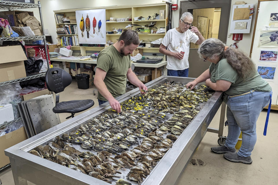 In this image provided by the Chicago Field Museum, workers at the Chicago Field Museum inspect the bodies of migrating birds, Thursday, Oct. 5, 2023, in Chicago, that were killed when they flew into the windows of the McCormick Place Lakeside Center, a Chicago exhibition hall, the night of Oct. 4-5, 2023. According to the Chicago Audubon Society, nearly 1,000 birds migrating south during the night grew confused by the exhibition center's lights and collided with the building. (Daryl Coldren/Chicago Field Museum via AP)