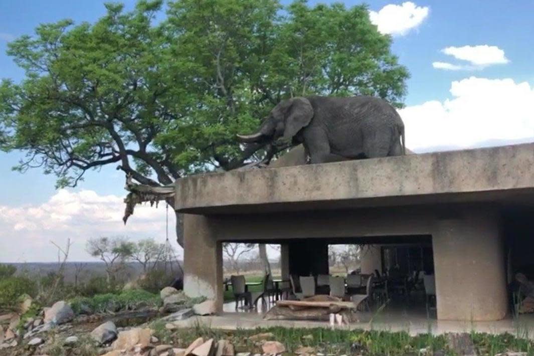The hungry elephant had managed to get onto the roof of the lodge to reach leaves growing high on a tree: SabiSabiReserve