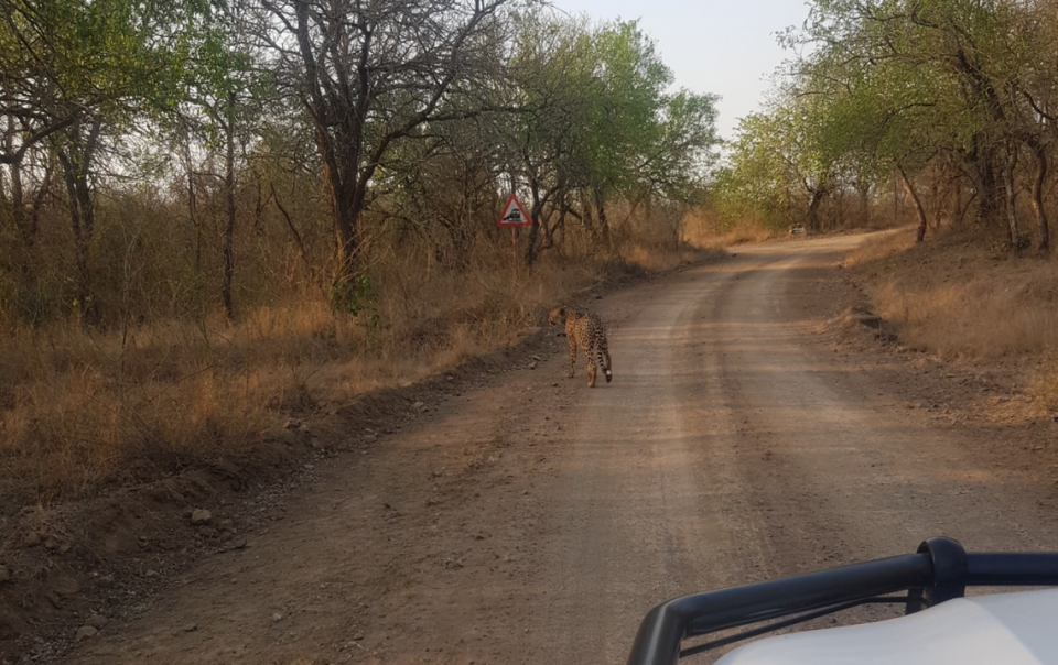 Una fotografía en primer plano muestra al guepardo a lo largo de una carretera en la Reserva Natural de Mlawula.