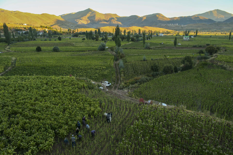 Workers collect tobacco leaves in a field near Kurudere village, Adiyaman province, southeast Turkey, Wednesday, Sept. 28, 2022. Official data released Monday Oct. 3, 2022 shows consumer prices rise 83.45% from a year earlier, further hitting households already facing high energy, food and housing costs. Experts say the real rate of inflation is much higher than official statistics, at an eye-watering 186%. (AP Photo/Emrah Gurel)