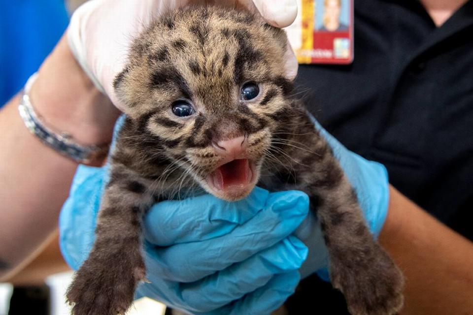 One of two endangered clouded leopards born at Zoo Miami Feb. 11