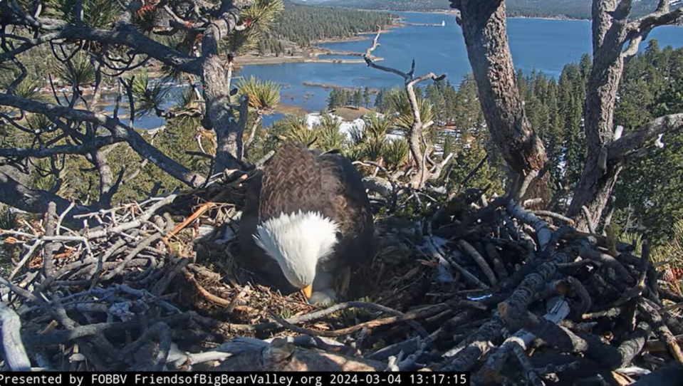 Shadow checks on three eggs after scaring off raven on March 4 in Big Bear, California.