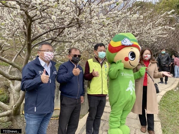 花壇鄉虎山巖寺山區下雪般李花盛開，李成濟議員等人歡迎全國民眾前來賞花。（記者方一成攝）