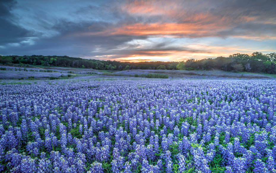 Texas-Bluebonnets-Spring-01-TXBLOOMS0316.jpg