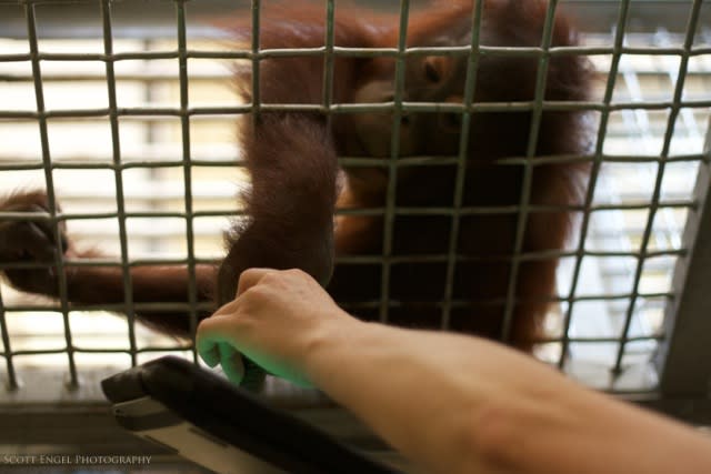 <a href="http://redapes.org/" rel="nofollow noopener" target="_blank" data-ylk="slk:(Photo by Scott Engel/Milwaukee County Zoo/Orangutan Outreach);elm:context_link;itc:0;sec:content-canvas" class="link ">(Photo by Scott Engel/Milwaukee County Zoo/Orangutan Outreach)</a> <br> <br> <a href="http://news.yahoo.com/apes-ipads-national-zoo-150122086.html" data-ylk="slk:Click here for the full story from LiveScience.com;elm:context_link;itc:0;sec:content-canvas;outcm:mb_qualified_link;_E:mb_qualified_link;ct:story;" class="link  yahoo-link">Click here for the full story from LiveScience.com</a>