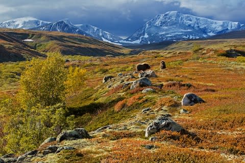 Dovrefjell National Park - Credit: getty