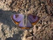 <p><strong>The Colorado Hairstreak </strong><br><br>According to Colorado's Butterfly Pavilion, <a href="https://butterflies.org/thecoloradohairstreak/" rel="nofollow noopener" target="_blank" data-ylk="slk:a fourth grade class;elm:context_link;itc:0;sec:content-canvas" class="link ">a fourth grade class </a>petitioned for this purple beauty to be their state insect. </p>