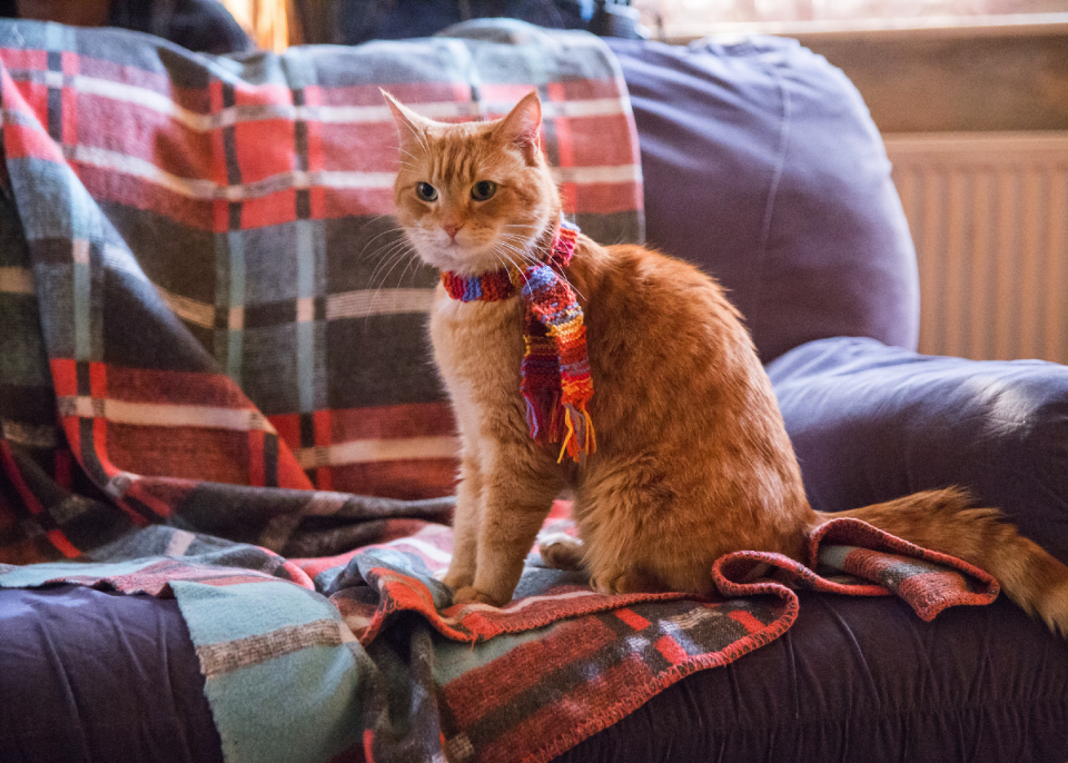 A Street Cat Named Bob (Shaw Organisation)