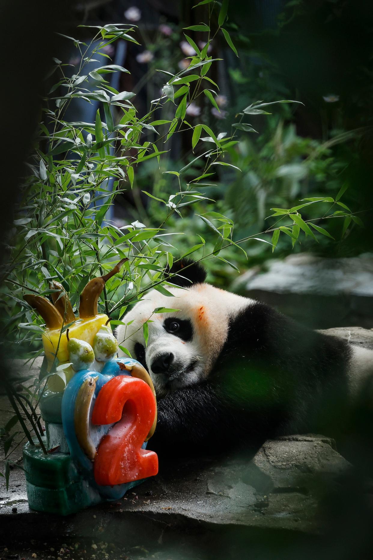 WASHINGTON, DC - AUGUST 21: Male giant panda Xiao Qi Ji eats an ice cake for his second birthday at the Smithsonian National Zoo on August 21, 2022 in Washington, DC. Xiao Qi Ji is the fourth surviving cub of pandas Mei Xiang and Tian Tian. This year the National Zoo is marking 50 years since the first giant pandas came to DC. (Photo by Anna Moneymaker/Getty Images)