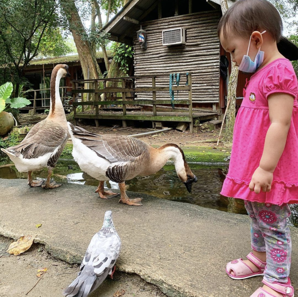 Getting up close with geese at The Animal Resort. (Photo: Instagram/@monsieur_cj)