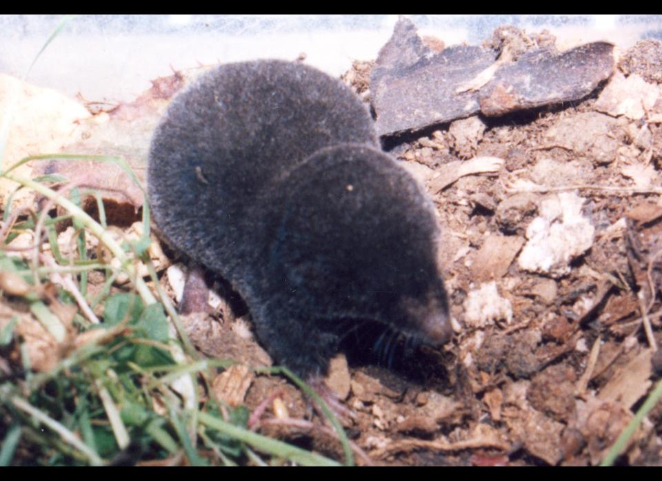 <strong>Scientific Name:</strong> <em>Cryptotis nelsoni</em>    <strong>Common Name: </strong>Nelson's Small-Eared Shrew    <strong>Category:</strong> Shrew    <strong>Population: </strong>Unknown (declining)    <strong>Threats To Survival:</strong> habitat loss due to logging cattle grazing, fire and agriculture