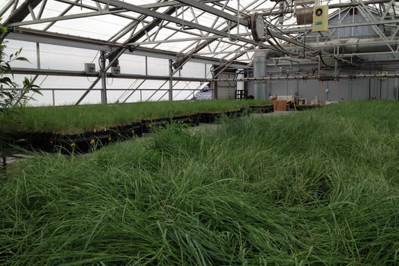Bluebunch wheatgrass seedlings being prepared for outdoor plantings at the Moscow Forestry Sciences Lab Greenhouse in Moscow, Idaho.