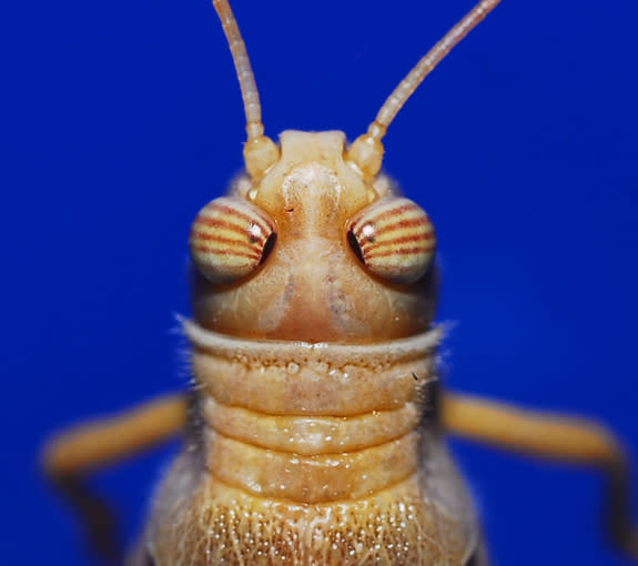 Locusts' compound eyes are fooled by motion dazzle camouflage, which uses bold contrasting patterns to confuse the viewer's sense of speed and trajectory.