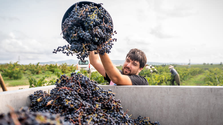 collecting grapes from a winery's vineyard