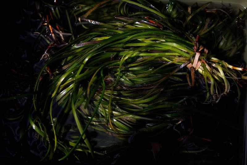 The Wider Image: In Baltic Sea, citizen divers restore seagrass to fight climate change