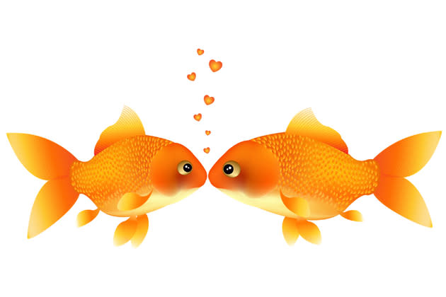 Goldfischsex: Was ist das und warum ist es so aufregend? (Bild: thinkstock)